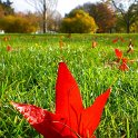 Liquidambar feuille automne